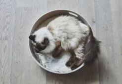 Panier Pour Chat Design Cesto -Chats Chiens Fournitures Magasin mc g02 008 03 sleep cesto nougat mio 450 984