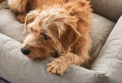 Lit Pour Chien Orthopédique Mare -Chats Chiens Fournitures Magasin mc mare sand 4