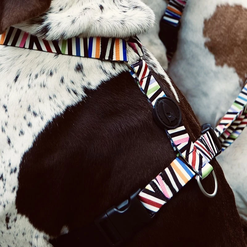 Harnais En H Pour Chien Spaghetti 2 Harnais En H Pour Chien Spaghetti – Image 2