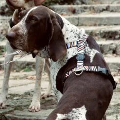 Harnais En H Pour Chien Spaghetti 6 Harnais En H Pour Chien Spaghetti -Chats Chiens Fournitures Magasin pettorina h spaghetti incident mini gallery 02