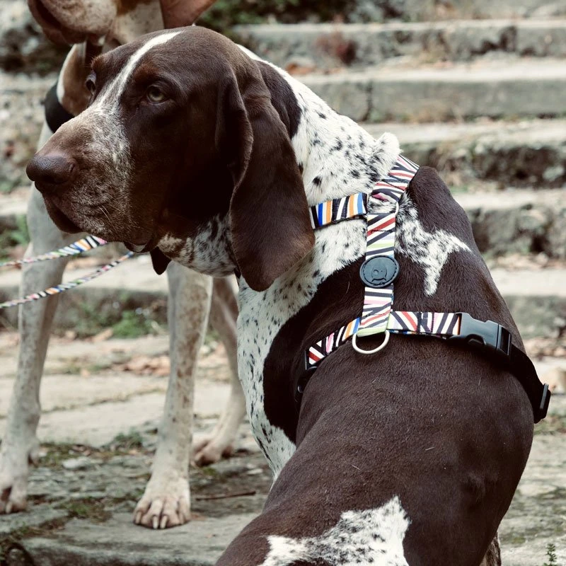 Harnais En H Pour Chien Spaghetti 3 Harnais En H Pour Chien Spaghetti – Image 3