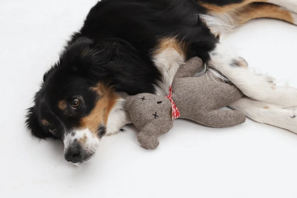 Jouet Ours Charly 2 Jouet Ours Charly – Image 2