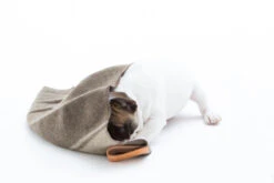 Couverture En Laine Recyclée Ansel Duepuntootto -Chats Chiens Fournitures Magasin s768842417857699996 p35 i8 w1200