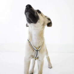 Harnais Grill See Scout Sleep -Chats Chiens Fournitures Magasin scene harness puppy nice grill cream and black 1 700x700 1