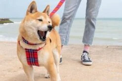 Harnais Pour Chien Shuka Red