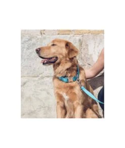 Laisse Pour Chien Solid Turquoise 3 Laisse Pour Chien Solid Turquoise -Chats Chiens Fournitures Magasin solid blue 0776dae6 2e95 4e3c b25c 8fceb7fc35e4