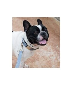 Laisse Pour Chien Uni Gris Solid Grey -Chats Chiens Fournitures Magasin solid grey 132976c3 e48d 4d41 8aab ea1850612455