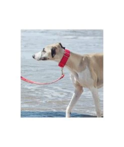 Collier Pour Chien Strawberry 5 Collier Pour Chien Strawberry -Chats Chiens Fournitures Magasin solid strawberry 2d3afe0d 3e3f 45d6 8d5a aaf0c2377696