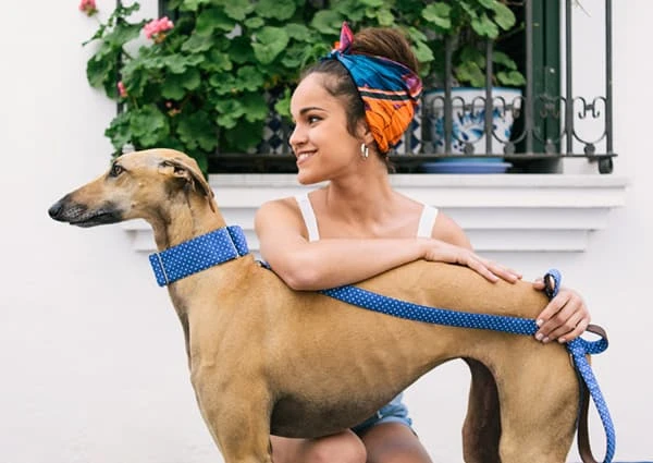 Collier Martingale +laisse Aiguaviva Pour Lévrier Galgo/greyhound 2 Collier Martingale +laisse Aiguaviva Pour Lévrier Galgo/greyhound – Image 2