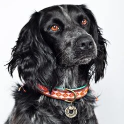 Collier En Cuir Et Perles Sweet Mae Dwam -Chats Chiens Fournitures Magasin sweet mae 2 5 cm collar m 6368 en G