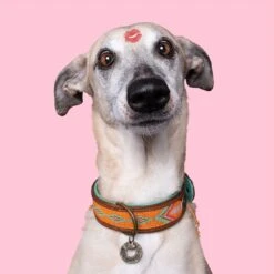 Collier En Cuir Tiger Lily Dwam -Chats Chiens Fournitures Magasin tiger lily 2 cm collar xxs 9336 en G