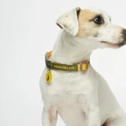 Collier Pour Chien Sonia -Chats Chiens Fournitures Magasin tpw sonia collar01 01