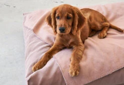 Coussin Relaxant Pour Chien Velluto 9 Coussin Relaxant Pour Chien Velluto -Chats Chiens Fournitures Magasin velluto kissen bildergalerie