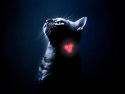 Woufki Led - Lumière De Sécurité -Chats Chiens Fournitures Magasin woukiled chat